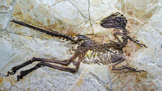 Mud Dragon dinosaur found in China