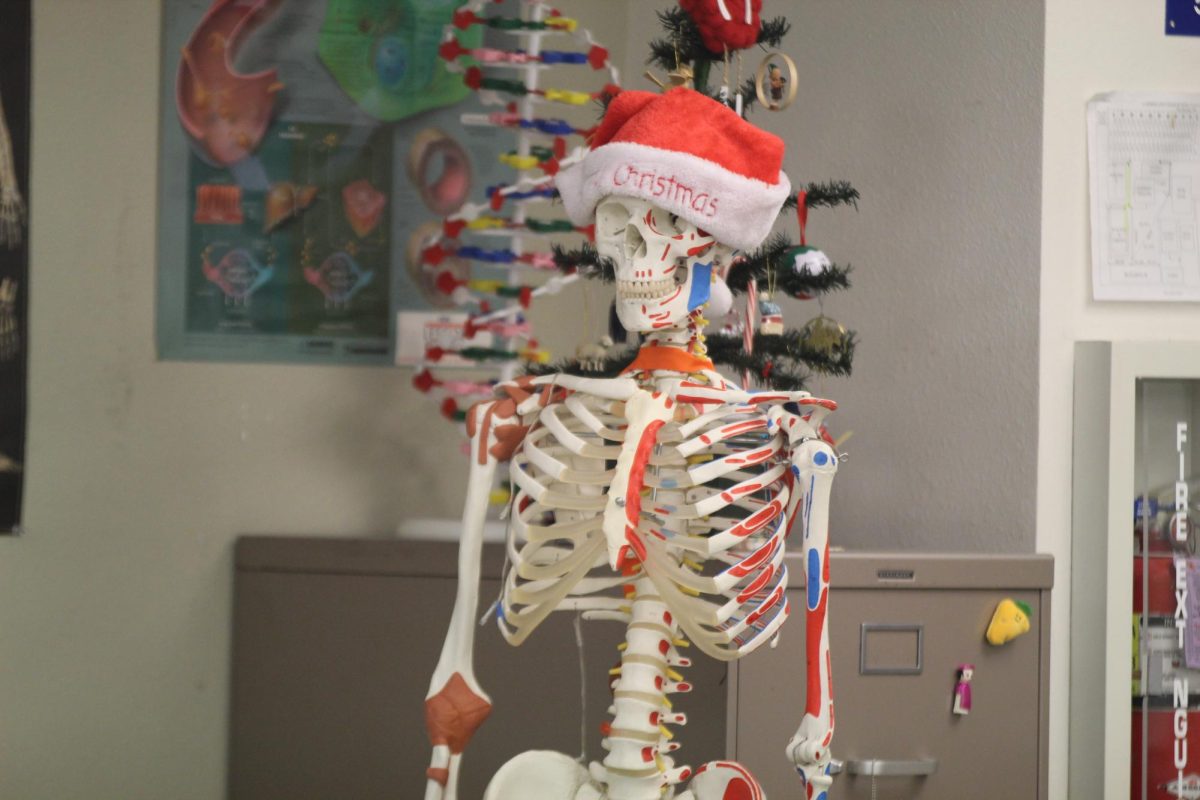 MERRY SHELLY - Shelly the skeleton celebrates the holidays with Biology and Anatomy/Physiology students. 
