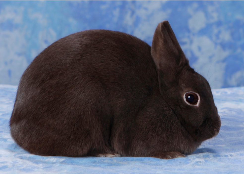 Courtesy of The American Rabbit Breeders Association.